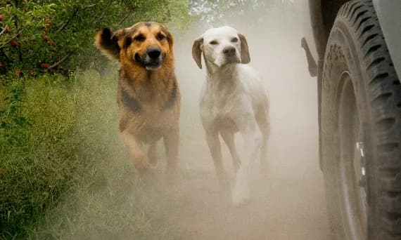 Jak oduczyć psa biegania za samochodem i zapewnić mu bezpieczeństwo